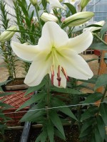 [5688 ST Roberto No02.JPG]